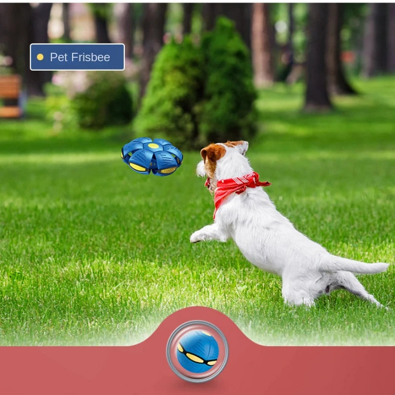 PELOTA MÁGICA PARA MASCOTAS | ENVIO GRATIS